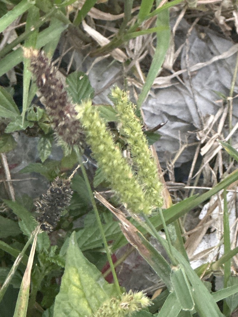 Slimbristle Sandbur photo 5