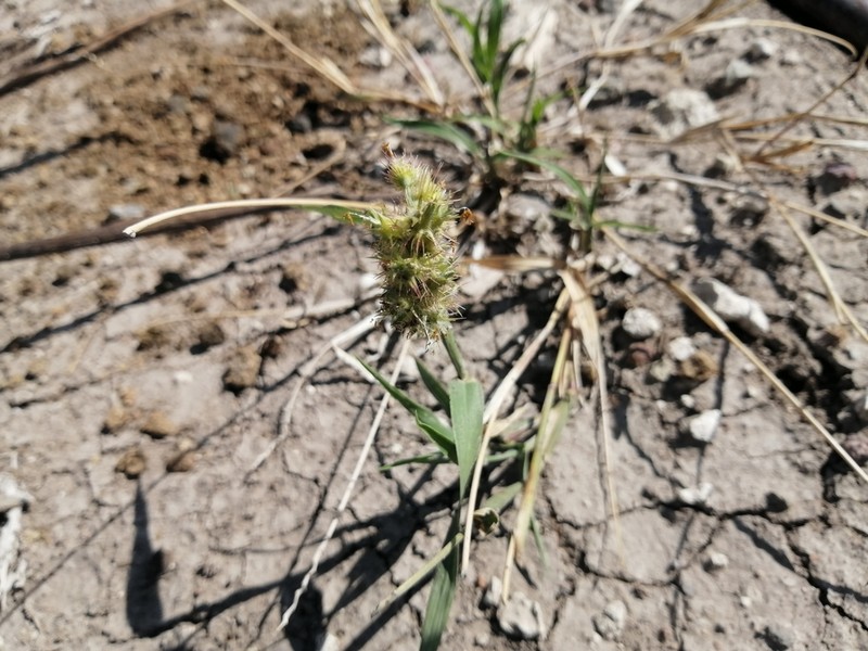 Slimbristle Sandbur photo 6