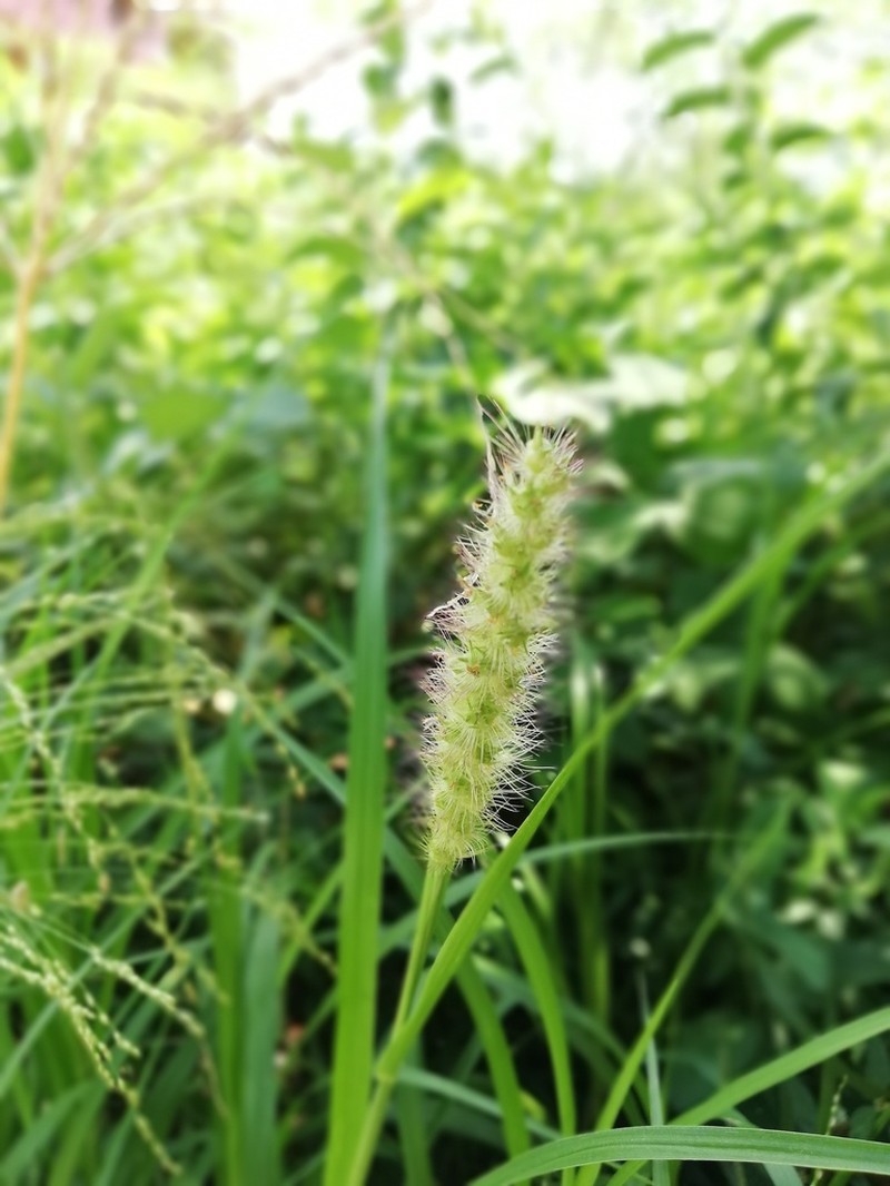 Slimbristle Sandbur photo 7