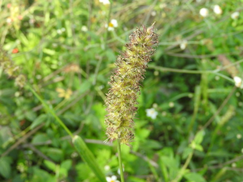 Slimbristle Sandbur photo 8