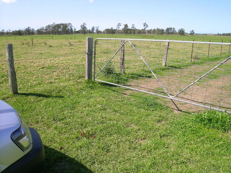 Kikuyugrass photo 9