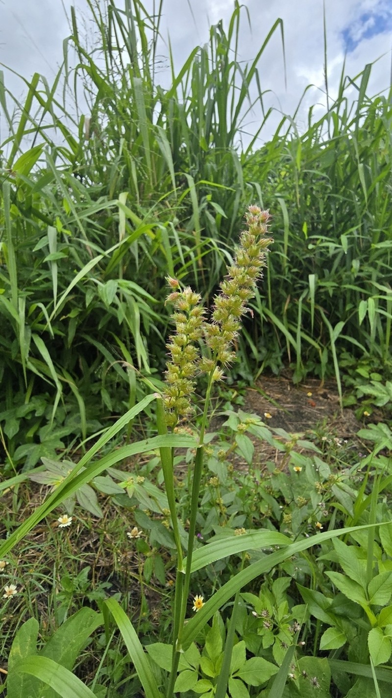 Southern Sandbur