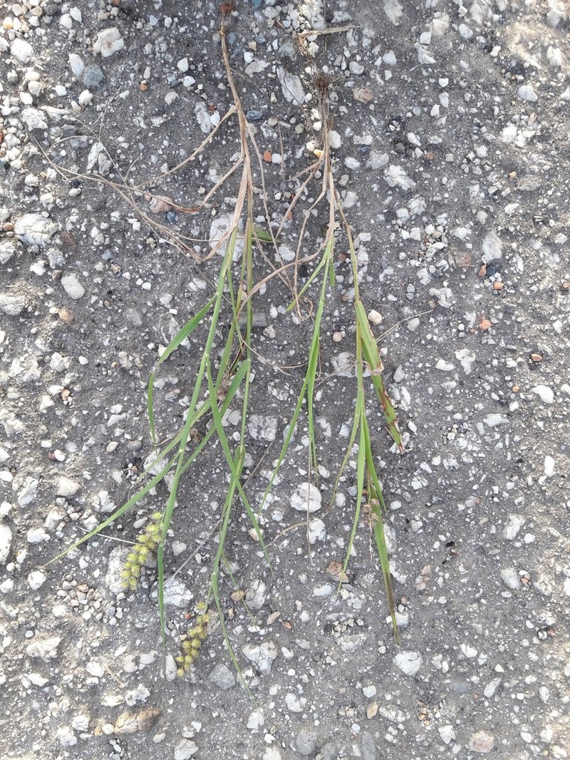 Southern Sandbur photo 2
