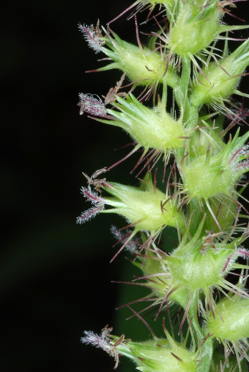 Southern Sandbur photo 3