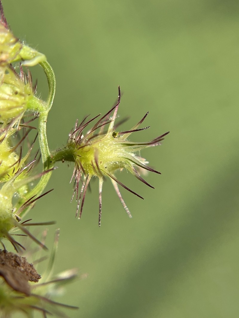 Southern Sandbur photo 4