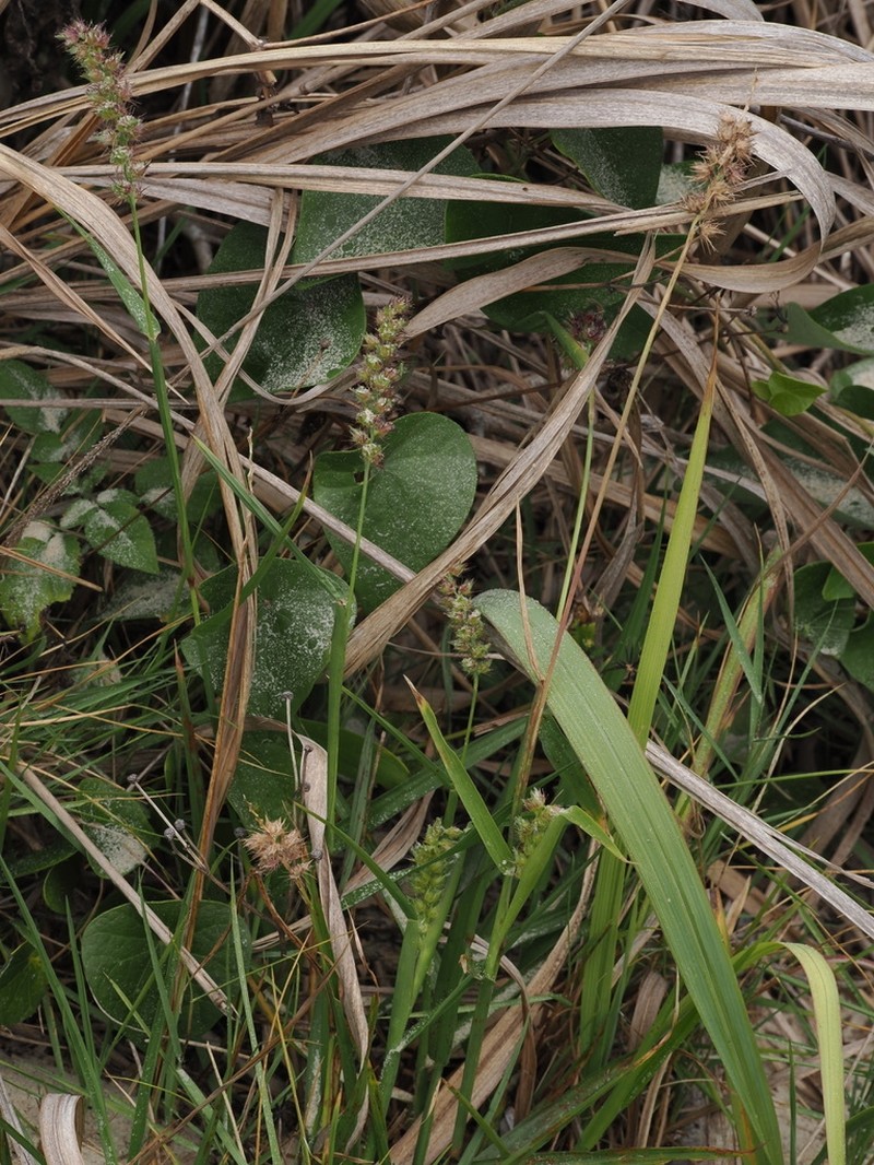 Southern Sandbur photo 5