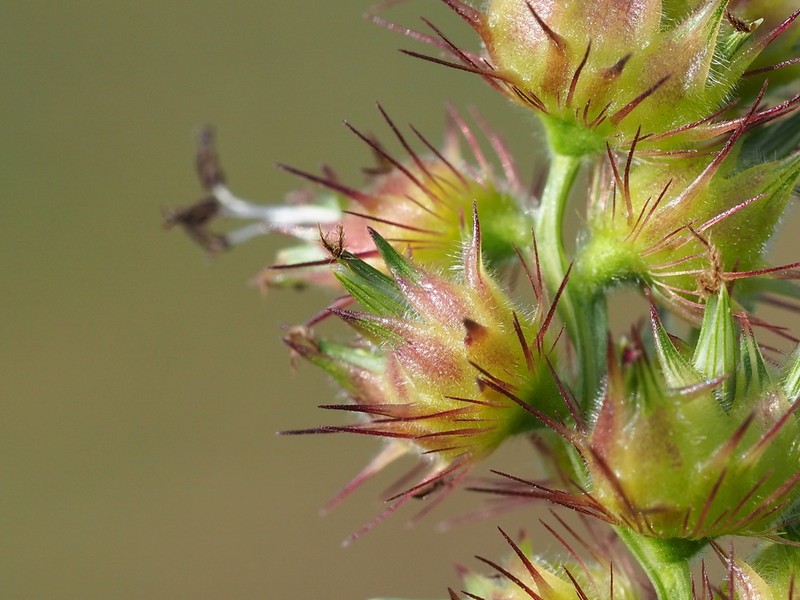 Southern Sandbur photo 6