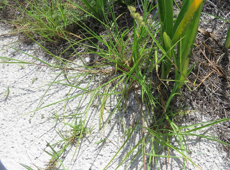Southern Sandbur photo 7