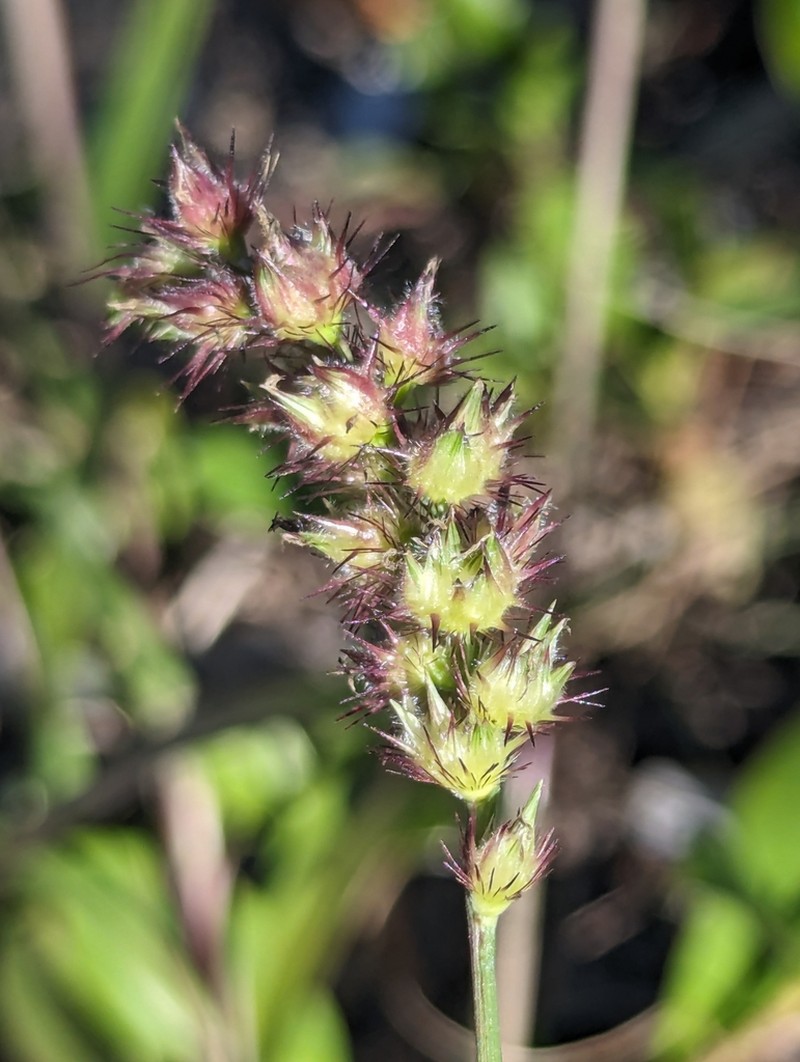 Southern Sandbur photo 8