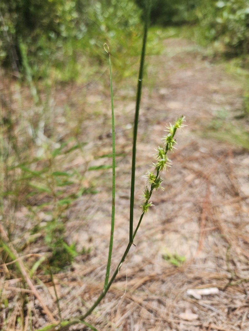 Slender Sandbur