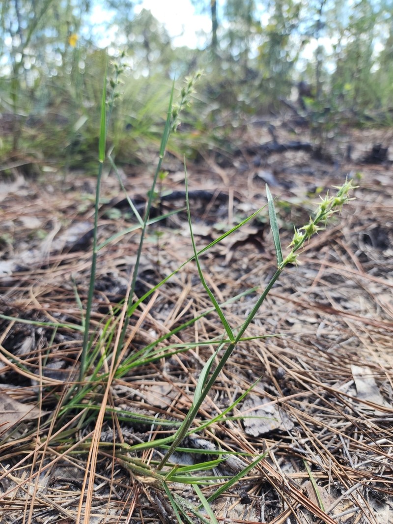 Slender Sandbur photo 2