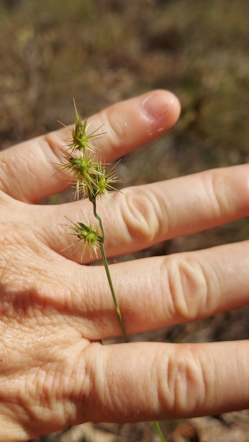 Slender Sandbur photo 3