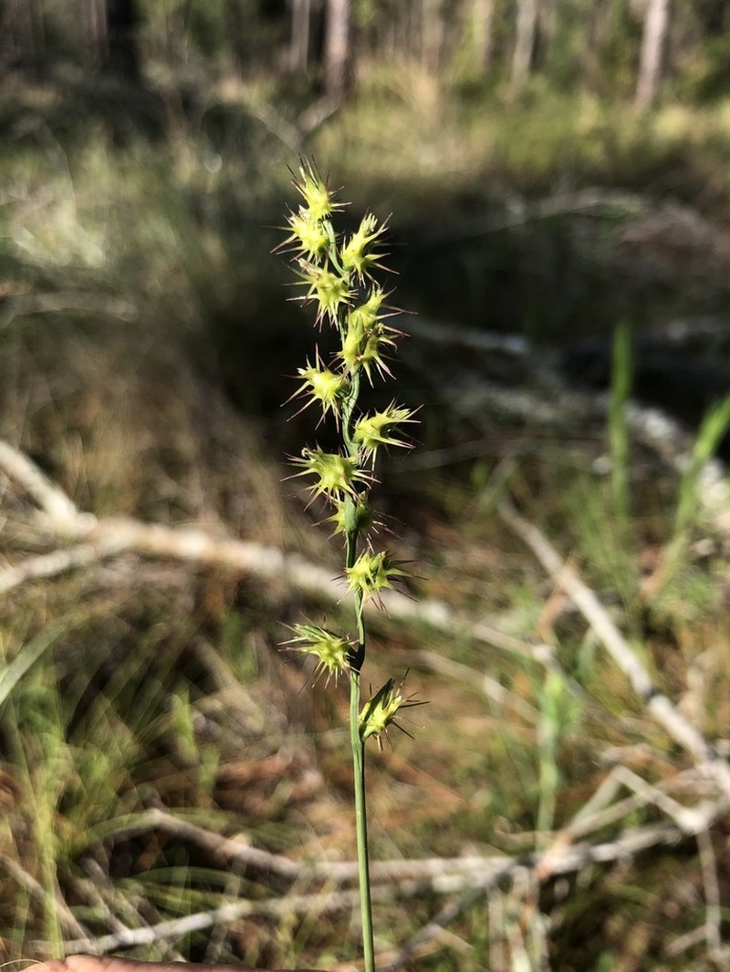 Slender Sandbur photo 4