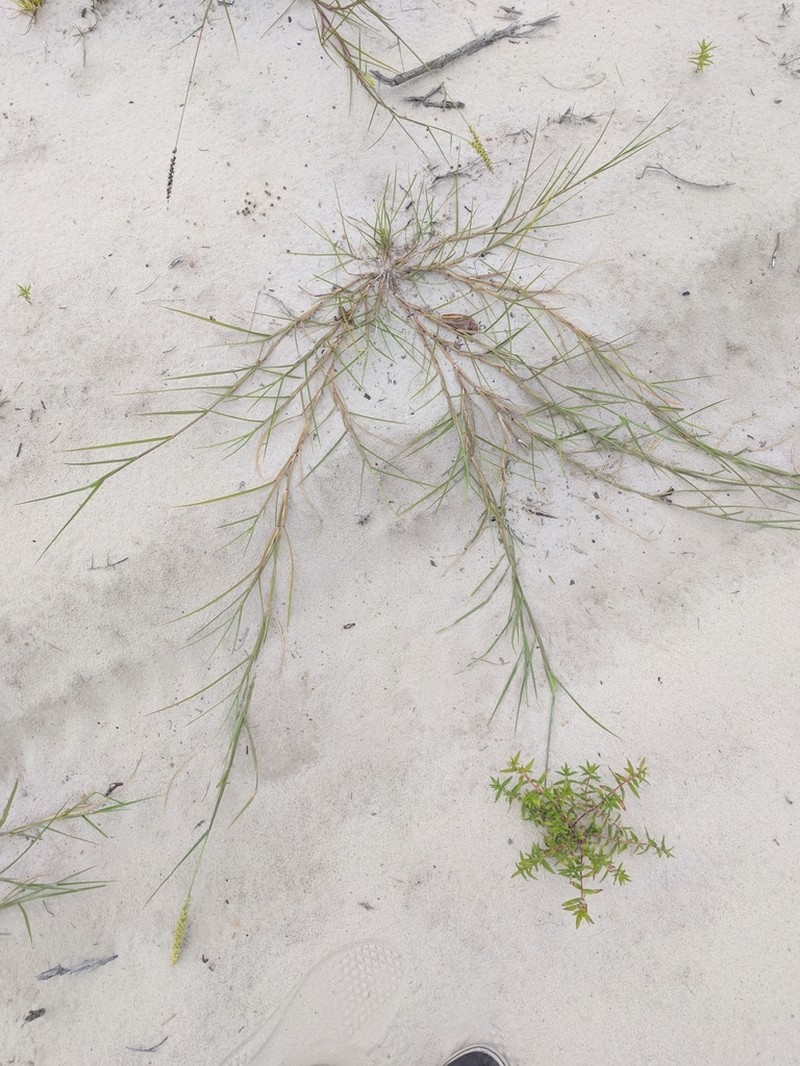 Slender Sandbur photo 5