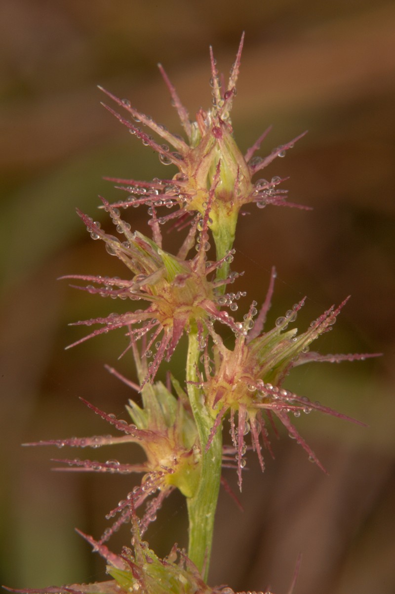 Slender Sandbur photo 6