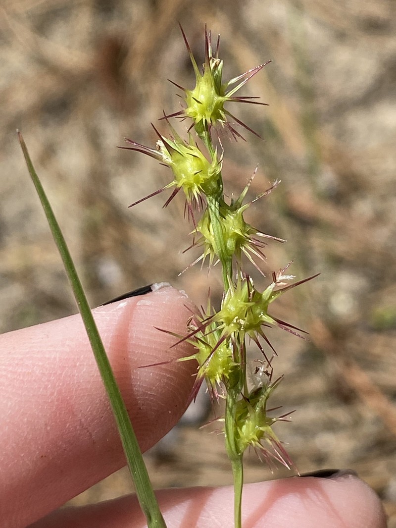 Slender Sandbur photo 7