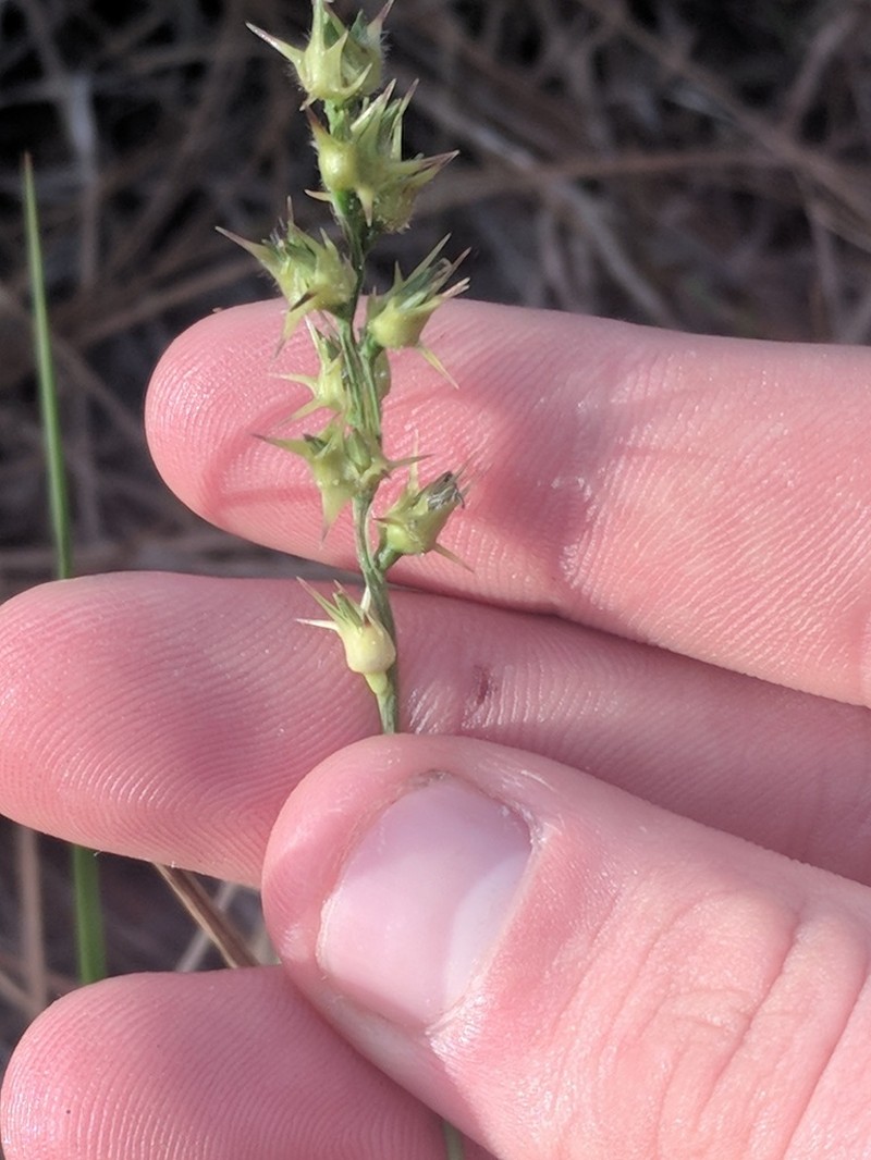 Slender Sandbur photo 8