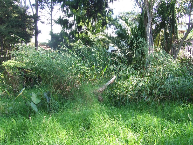 Uruguayan Fountaingrass photo 2