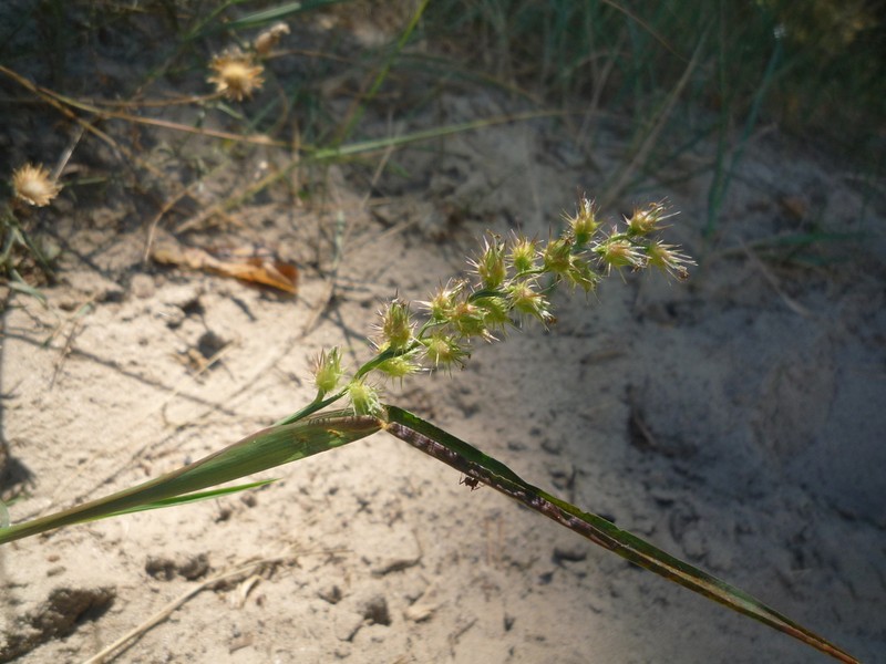 Mat Sandbur photo 3