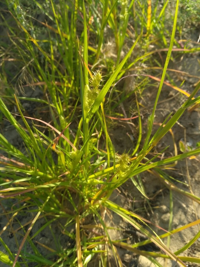 Mat Sandbur photo 8