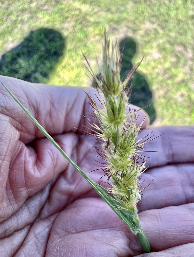 Big Sandbur