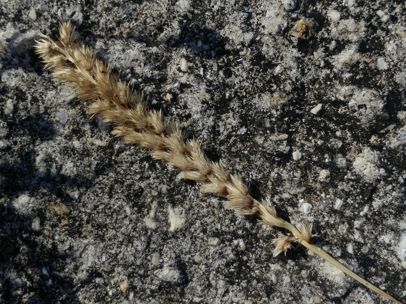 Big Sandbur photo 2