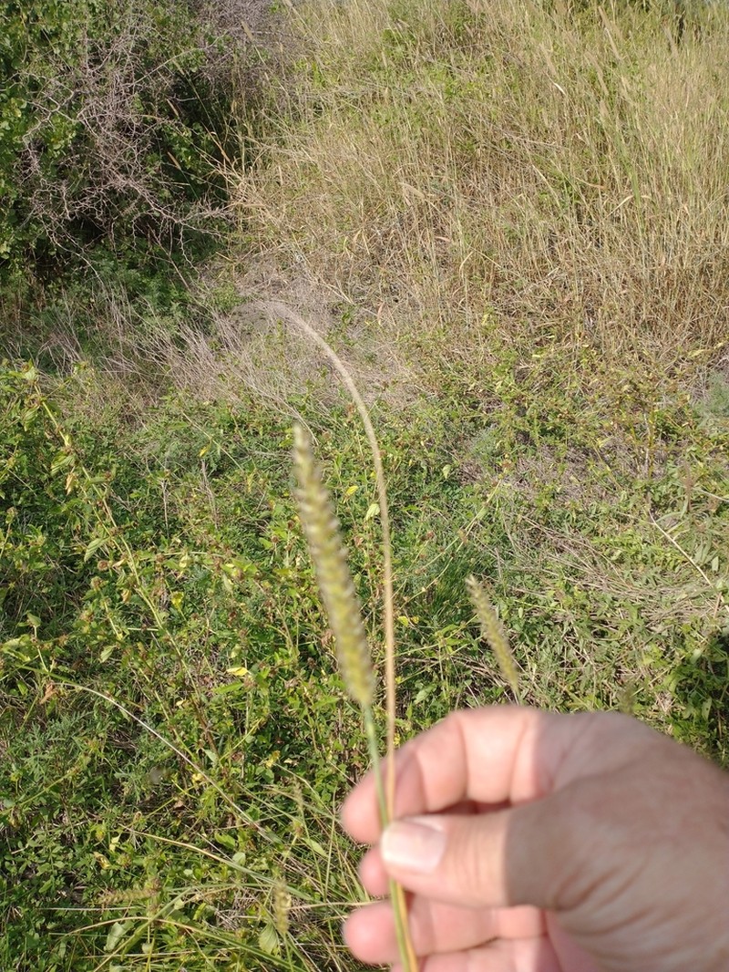 Big Sandbur photo 3