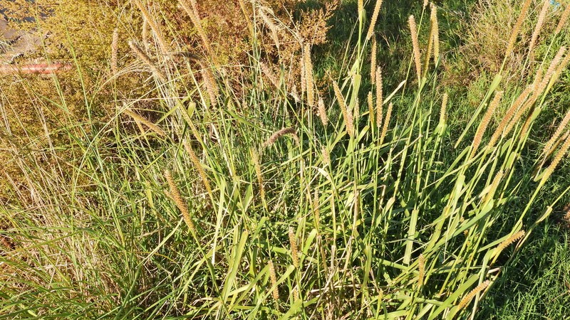 Big Sandbur photo 4