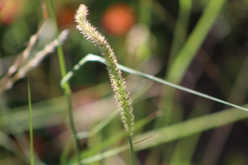 Big Sandbur photo 5