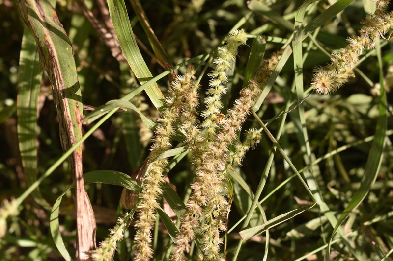 Big Sandbur photo 6