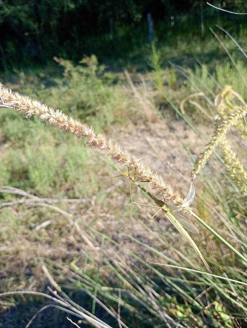 Big Sandbur photo 7