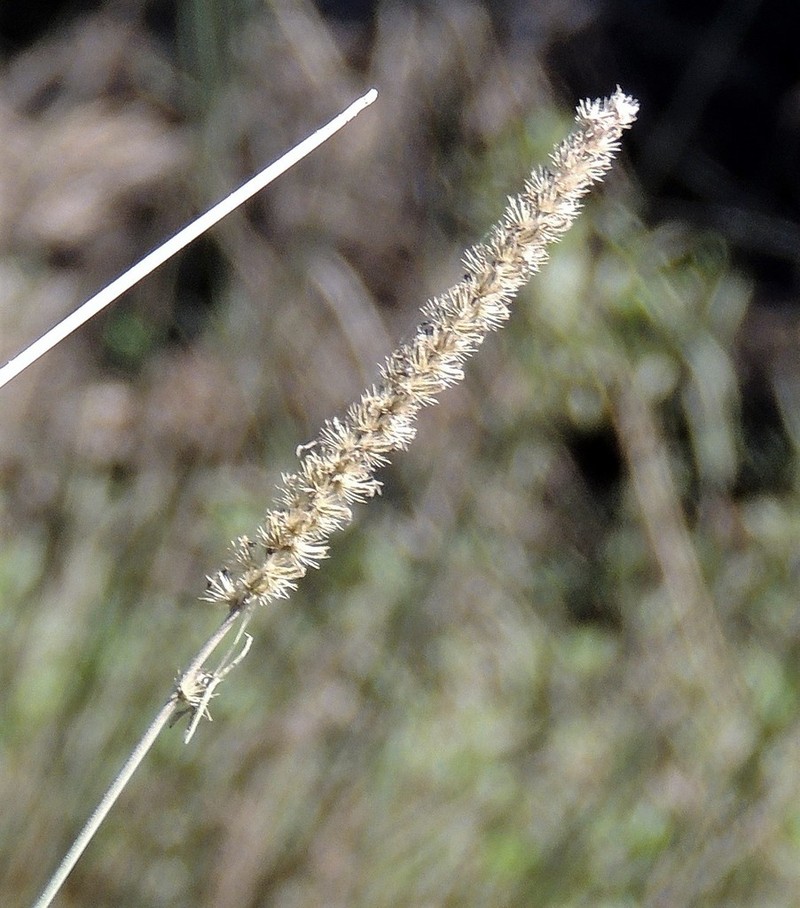 Big Sandbur photo 8