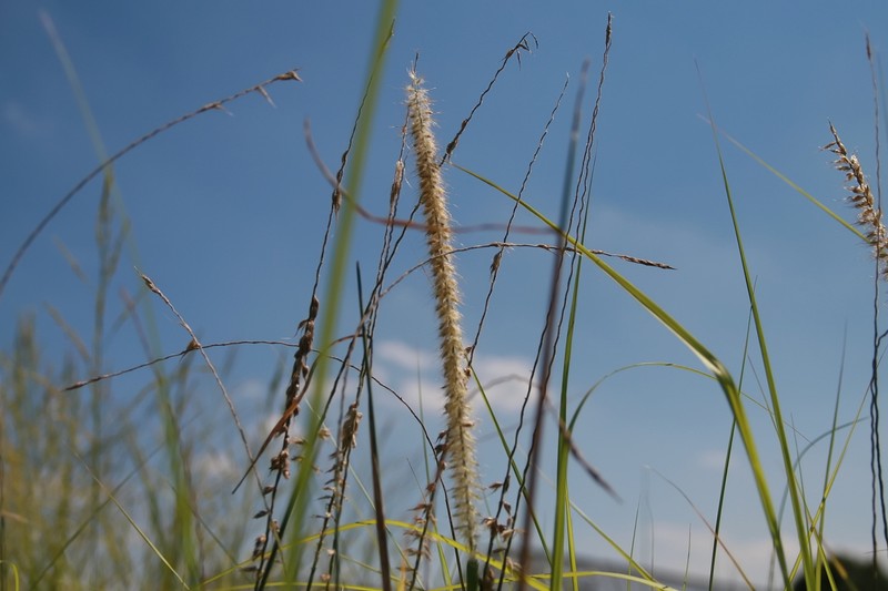 Oriental Pennisetum photo 5
