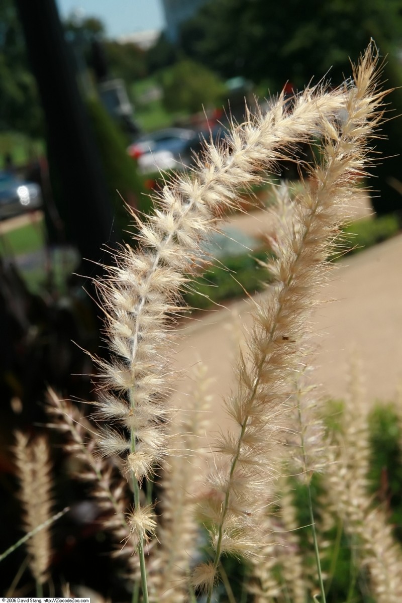 Oriental Pennisetum photo 6
