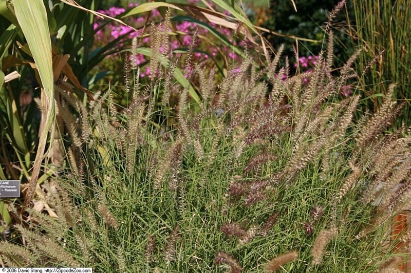 Oriental Pennisetum photo 7