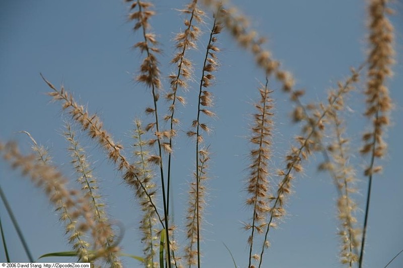 Oriental Pennisetum photo 8
