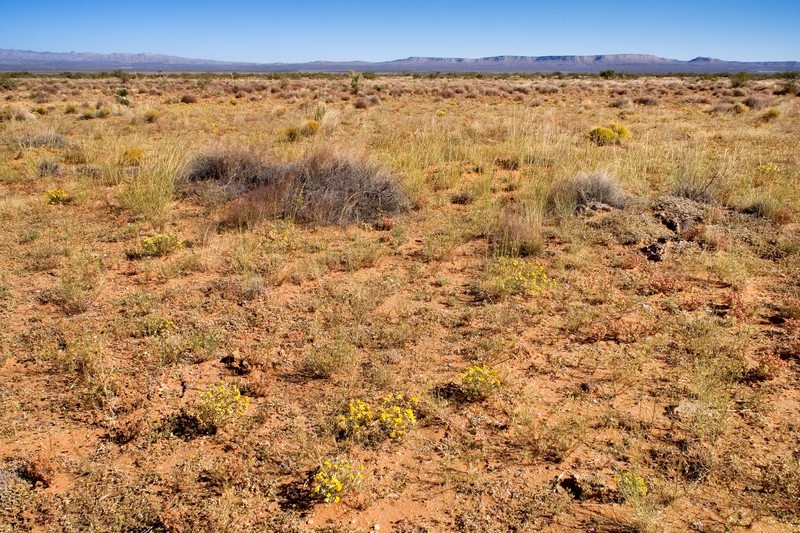 Giant Sandbur photo 2