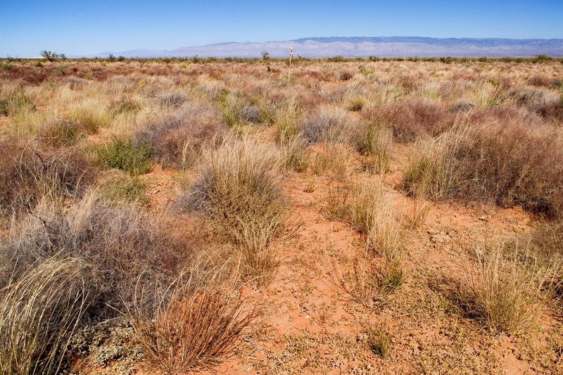 Giant Sandbur photo 3