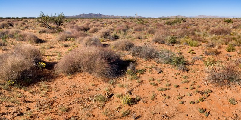 Giant Sandbur photo 4