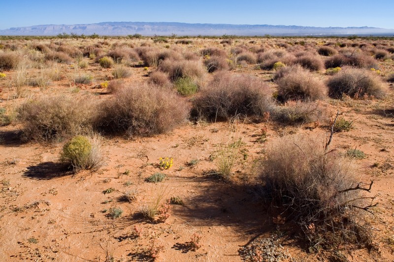 Giant Sandbur photo 5