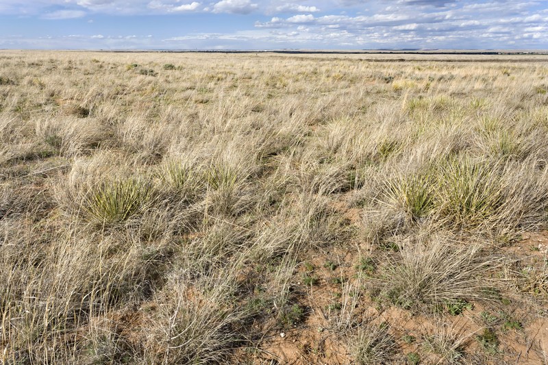 Petioled Fountaingrass