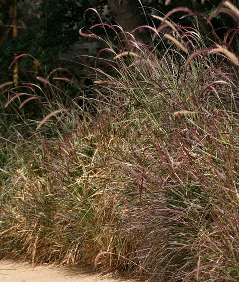 Crimson Fountaingrass photo 7