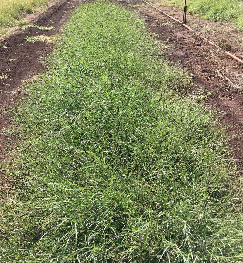 Birdwood Grass photo 2