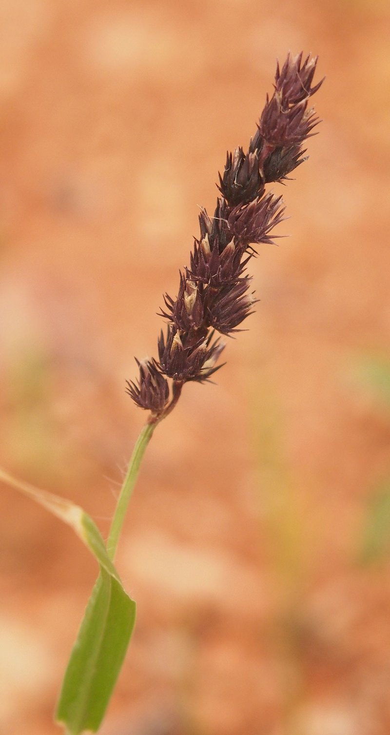 Birdwood Grass photo 3