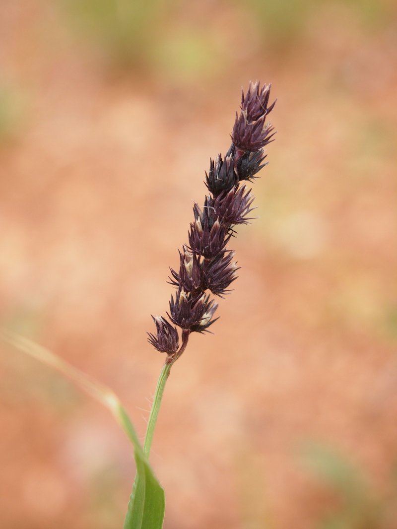 Birdwood Grass photo 4