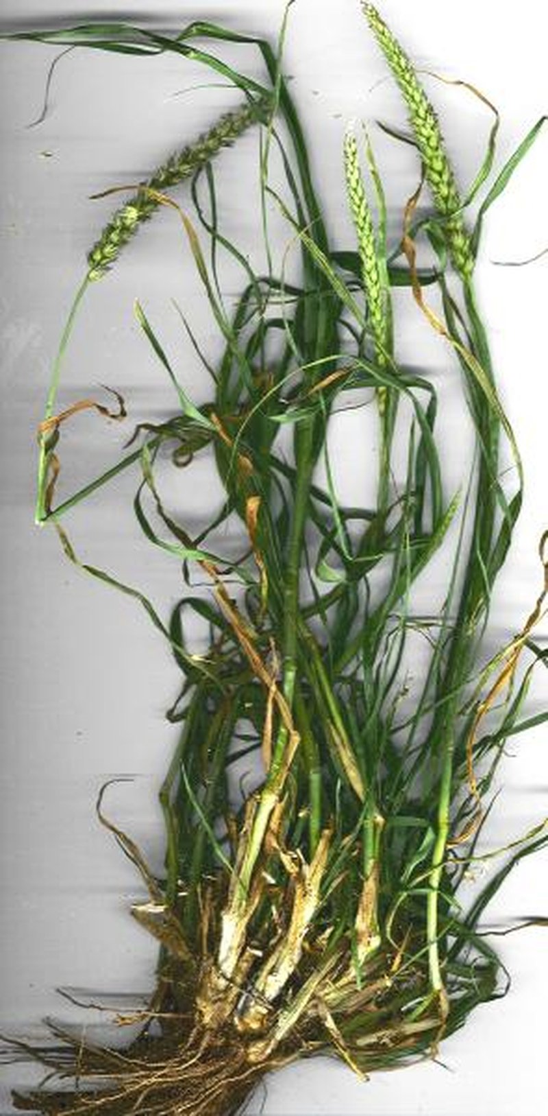 Birdwood Grass photo 5