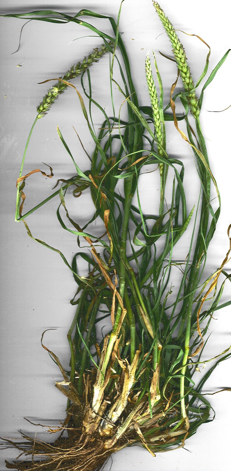 Birdwood Grass photo 6