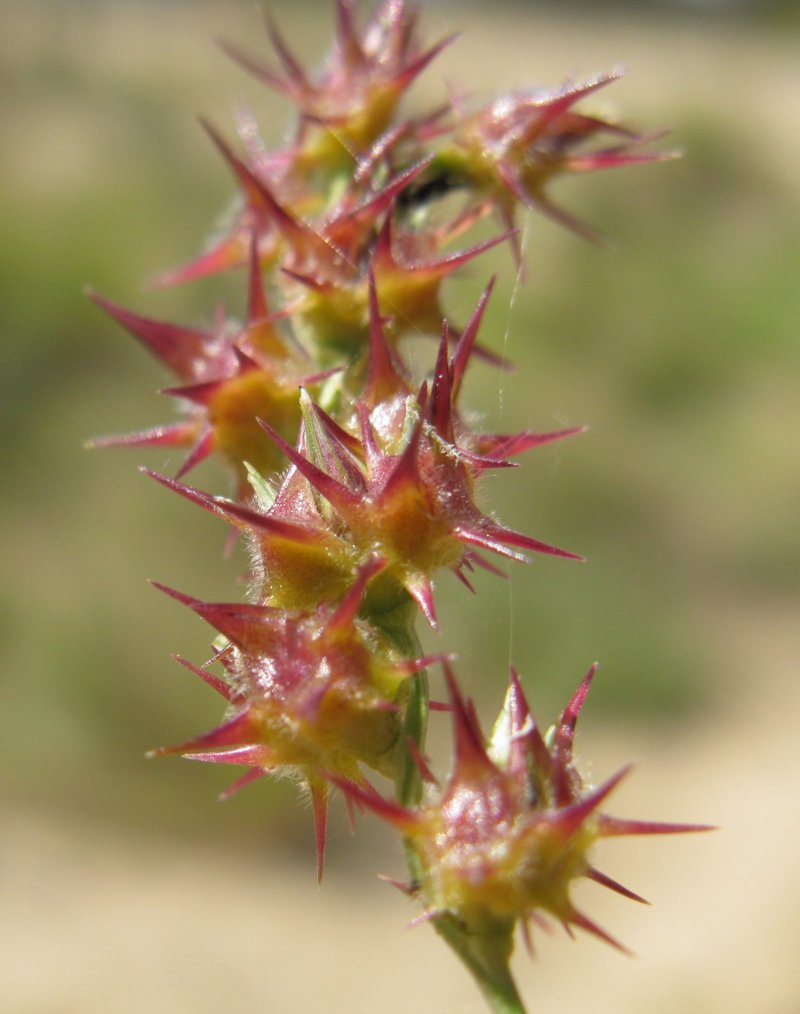 Coastal Sandbur