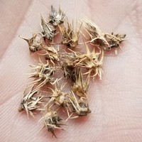 Coastal Sandbur