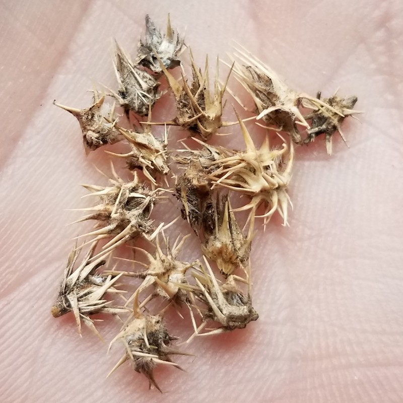 Coastal Sandbur